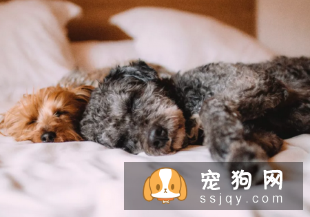 狗狗犬瘟热如何治疗和预防