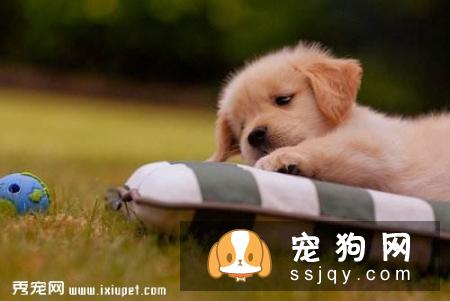 患有‘暴躁症’的狗狗会有什么样的结局?