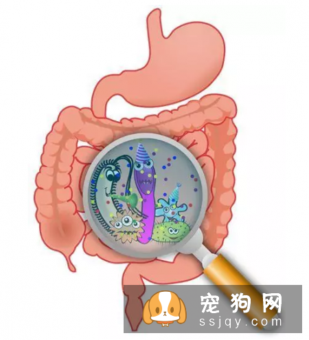 狗狗能不能常吃益生菌，狗狗吃益生菌有什么好处