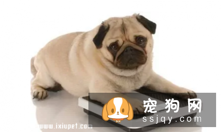 狗狗的一生会经历的四个阶段