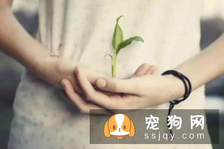 狗狗急性胰腺炎的症状危害及治疗方法