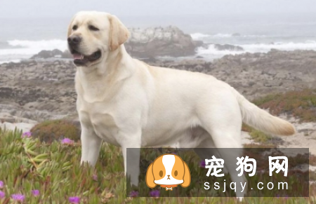 什么狗最聪明最好训? 看看有你家狗狗吗?
