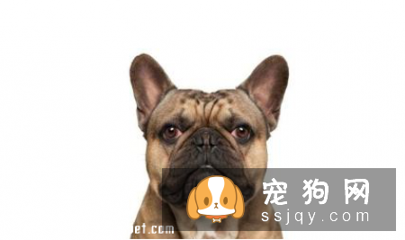 狗狗感冒了怎么办，狗感冒了吃什么药
