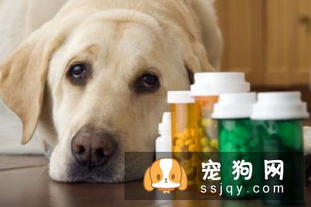 狗狗常见的过敏症状以及过敏源