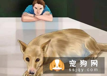 母犬孕期护理知识
