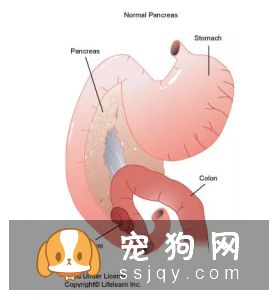 是什么原因导致狗狗胰腺外分泌不足？