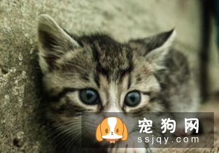 有机氟化物类灭鼠药中毒