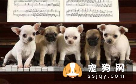 狗狗注射疫苗后，昏迷不醒！