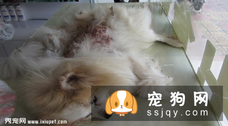 狗狗身上有跳蚤怎么办_狗狗有跳蚤的表现_怎么来的?
