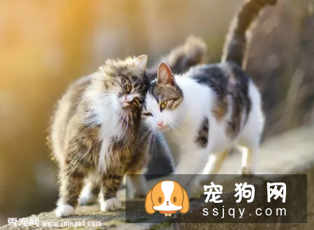 猫咪的行为密码，你能解开吗