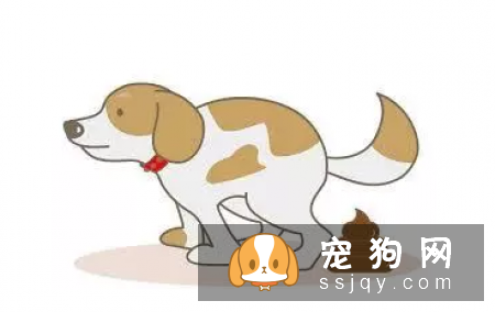 了解狗狗腹泻的原因，用正确的态度对待狗狗腹泻