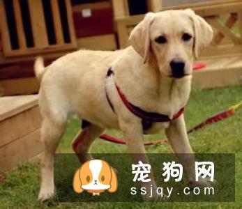 哪种狗最聪明最通人性 狗狗智商排名表