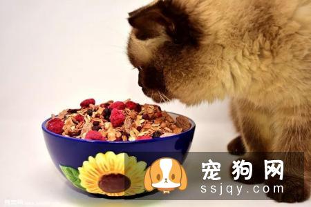 宠物罐头能否长期食用？