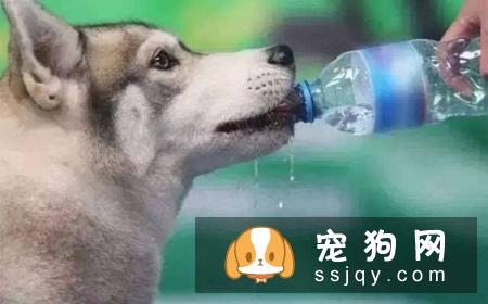 狗狗中暑有什么症状，怎么预防和治疗狗狗中暑