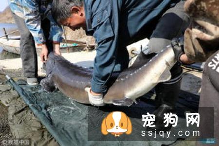 粗毛柯利犬是什么价格,智商高不高_饲养|图片