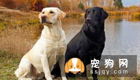 狗狗绝育是件大事，以下几点要注意