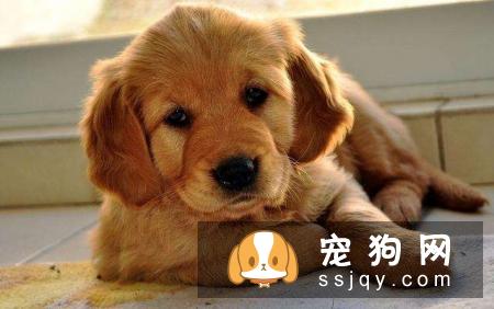 小狗什么时候打疫苗比较好