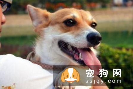 瑞典柯基犬有3个品种! 看看柯基的“小秘密”