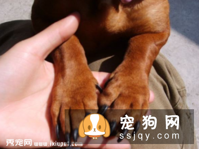 如何正确的给狗狗修剪趾甲!
