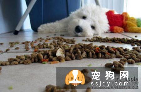 狗狗挑食是什么原因引起的，应该如何改善狗狗挑食