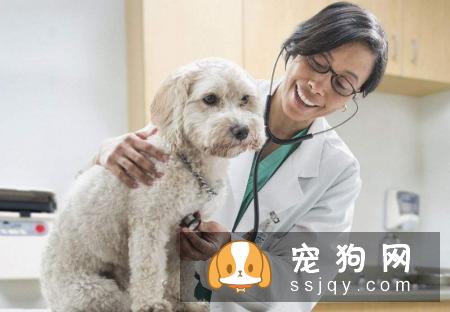 为什么要给母狗做绝育手术