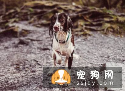 狗狗是何如传染这些疾病,找到病症对症下药!