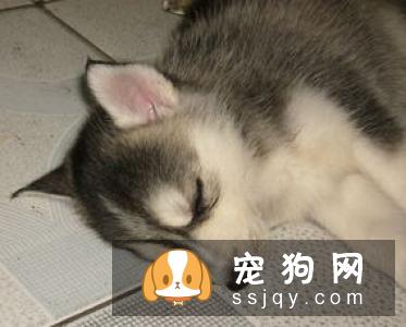 绝育手术后要求动物6小时禁食禁水