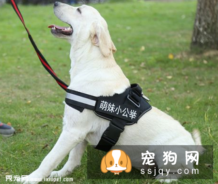 如何给狗狗挑选合适的牵引绳?