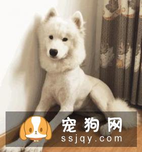 狗狗到底该不该穿鞋？