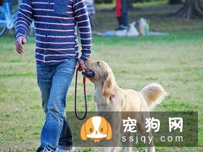 如何训练狗狗随行