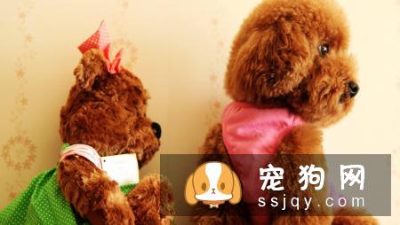 狗狗胃扭转的症状及注意事项