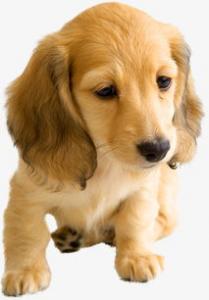 卡累利亚熊犬好养吗_怎么饲养？
