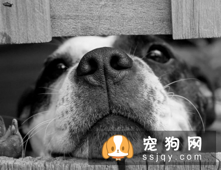 狗狗犬瘟热如何治疗和预防