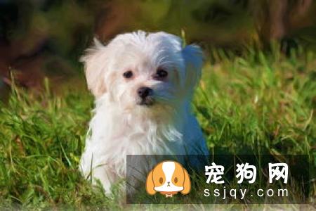 狗狗口臭应该怎么办？
