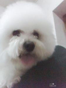 夏季养犬需要注意狗狗这些高发病
