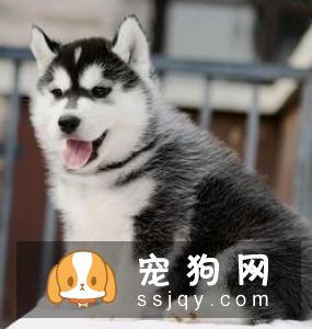 美国恶霸犬适合家养吗?就像看待任何人类一样,我们不能以外貌取人