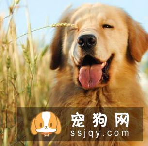狗狗不能吃猪肉？这个说法是错误的！