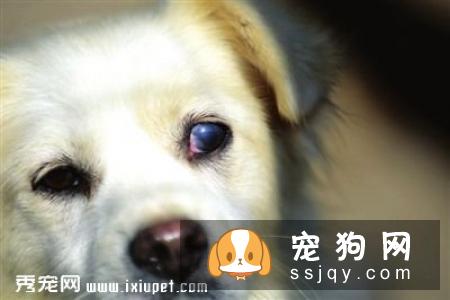 狗狗白内障用什么药，需要做手术吗？