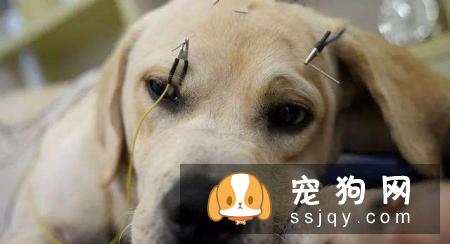 狗狗肠胃不好，很有可能是消化系统疾病