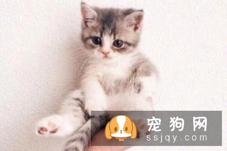 孕妇可以养宠物吗，孕期怎么避免感染弓形虫?