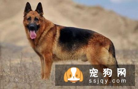 在家就可以给狗狗做的体检大法