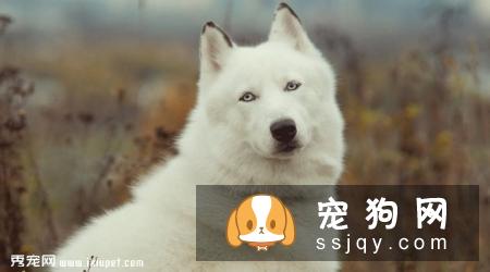 哈士奇狗_哈士奇介绍_哈士奇性格