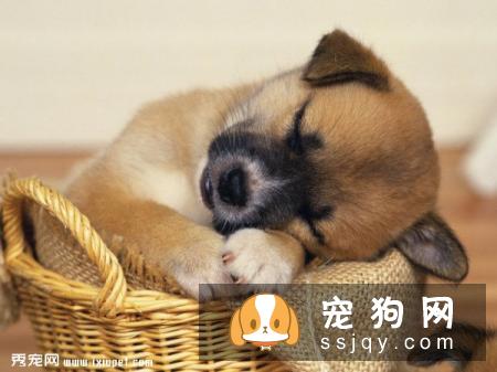 狗狗得了肠胃炎怎么办？狗狗肠胃炎的症状