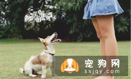 狗狗唤回训练应该怎么做