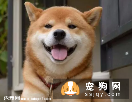 柴犬好养吗，柴犬习性介绍！