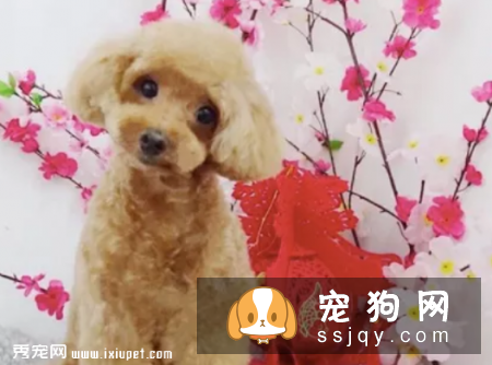 有宠物的家庭如何接待客人