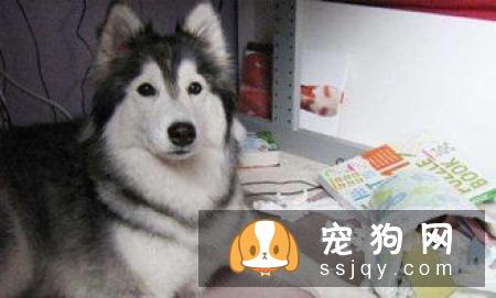 狗狗乱叫怎么办
