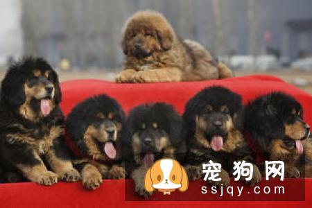 如何看出藏獒纯不纯？
