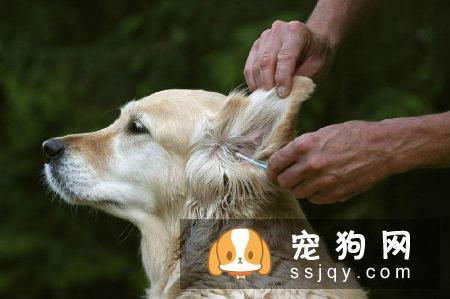 狗狗耳道需定期清洁并保持干燥，应该如何给狗狗清洁耳道？