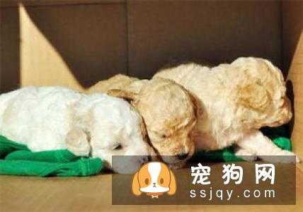 真致ZEAL宠物牛奶狗狗喝了好不好